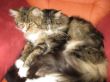 Katzen Schonstett 005.JPG
