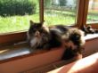 Katzen Schonstett 001.JPG