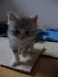 Katzen 24.10.2008 057.JPG