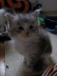 Katzen 24.10.2008 067.JPG