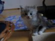 Katzen 24.10.2008 071.JPG