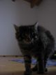 Katzen 24.10.2008 074.JPG