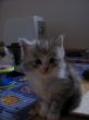 Katzen 24.10.2008 082.JPG