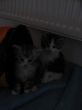 Katzen 24.10.2008 095.JPG