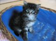 Katzen 24.10.2008 119.JPG