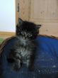 Katzen 24.10.2008 120.JPG
