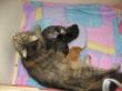 Katzen3 003.JPG