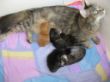 Katzen3 007.JPG