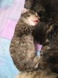 Katzen3 009.JPG