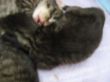 Katzen3 010.JPG