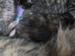 Katzen3 011.JPG