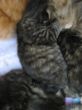 Katzen3 012.JPG
