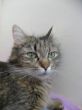 Katzen3 015.JPG