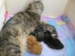 Katzen3 018.JPG