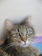Katzen3 019.JPG