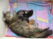 Katzen3 022.JPG