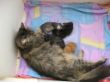 Katzen3 023.JPG
