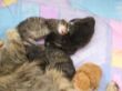 Katzen3 025.JPG