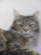 Katzen3 026.JPG
