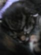 Katzen3 034.JPG