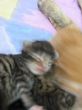 Katzen3 033.JPG