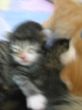 Katzen3 032.JPG